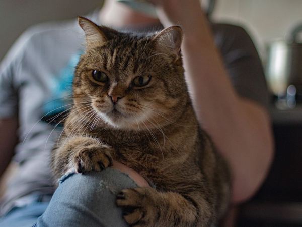 A tabby cat resting on someone's lap.